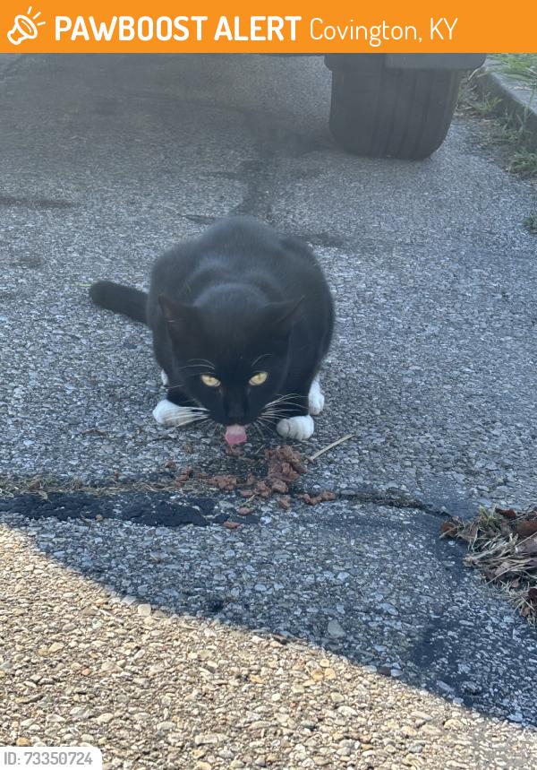 Found/Stray Male Cat last seen Jeffersin ave, Covington, KY 41014