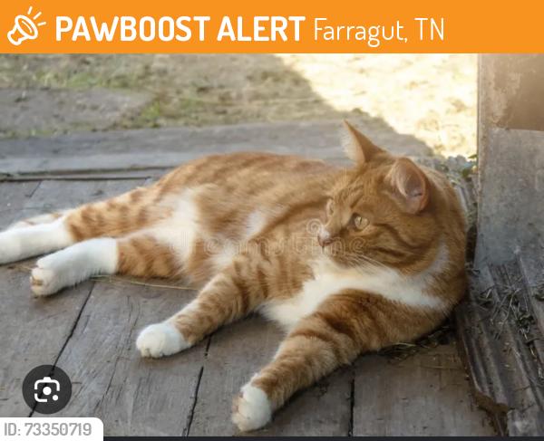 Found/Stray Unknown Cat last seen By Grigsby Chapel, Farragut, TN 37934