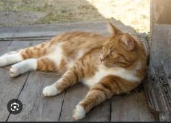 Found/Stray Unknown Cat last seen By Grigsby Chapel, Farragut, TN 37934