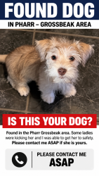 Found/Stray Female Dog last seen Grossbeak Ave, Pharr, TX 78577