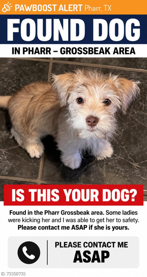 Found/Stray Female Dog last seen Grossbeak Ave, Pharr, TX 78577