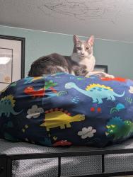 Lost Male Cat last seen Faught and Kiva, Larkfield-Wikiup, CA 95403