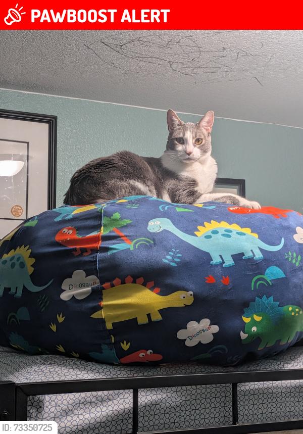 Lost Male Cat last seen Faught and Kiva, Larkfield-Wikiup, CA 95403