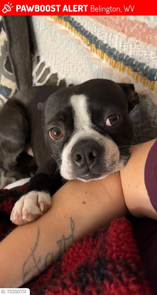 Lost Male Dog last seen Midway Road, Belington, WV 26250