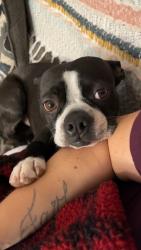 Lost Male Dog last seen Midway Road, Belington, WV 26250