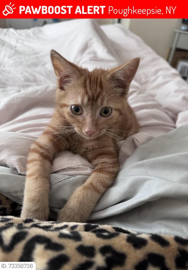 Lost Male Cat last seen Violet Ave, Poughkeepsie, NY 12601