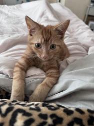 Lost Male Cat last seen Violet Ave, Poughkeepsie, NY 12601