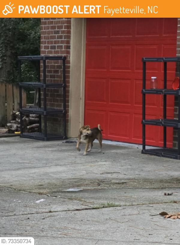 Found/Stray Male Dog last seen Clearwater / Randinita, Fayetteville, NC 28311