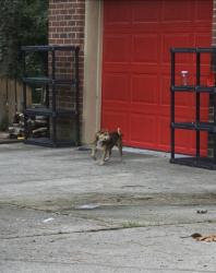 Found/Stray Male Dog last seen Clearwater / Randinita, Fayetteville, NC 28311