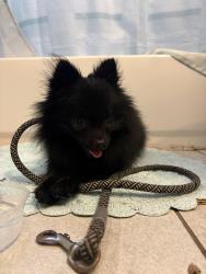 Reunited Male Dog last seen Materhorn and crest ridge, Dallas, TX 75228