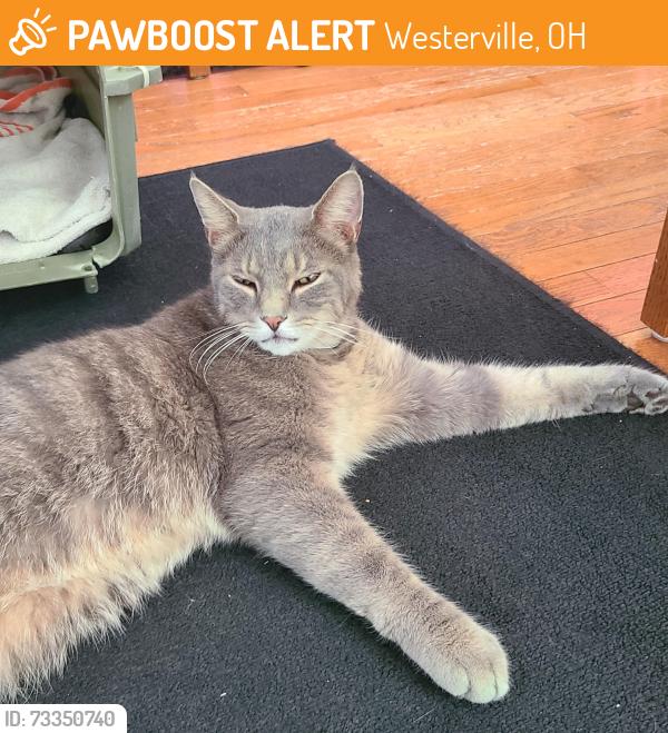 Found/Stray Unknown Cat last seen E Walnut Street and S. Otterbein Avenue in Westerville, Westerville, OH 43081