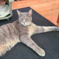 Found/Stray Unknown Cat last seen E Walnut Street and S. Otterbein Avenue in Westerville, Westerville, OH 43081