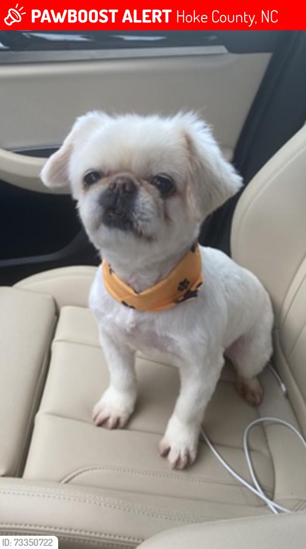 Lost Female Dog last seen Hogart st, Raeford NC, Hoke County, NC 28376