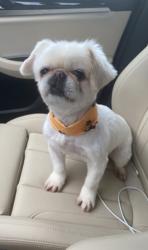 Lost Female Dog last seen Hogart st, Raeford NC, Hoke County, NC 28376