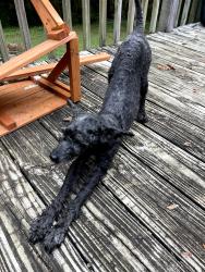 Found/Stray Male Dog last seen Moffitt Hill Rd, McDowell County, NC 28762