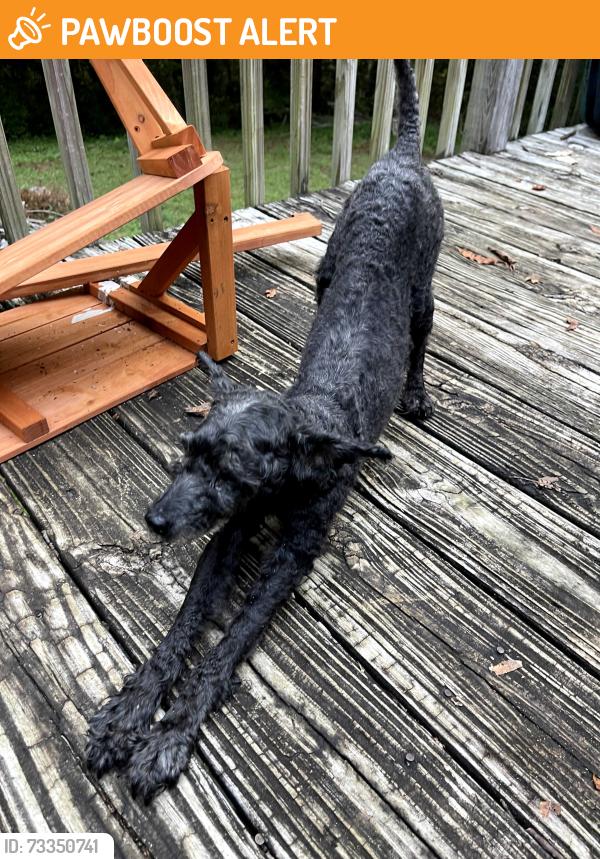 Found/Stray Male Dog last seen Moffitt Hill Rd, McDowell County, NC 28762