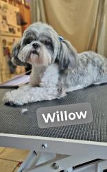 Reunited Female Dog last seen Desoto Village, Horn Lake, MS 38637