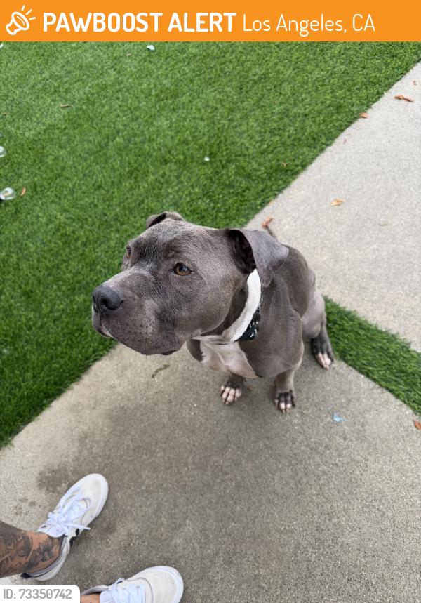 Found/Stray Male Dog last seen Chaminade high school, Los Angeles, CA 91304
