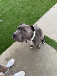 Found/Stray Male Dog last seen Chaminade high school, Los Angeles, CA 91304