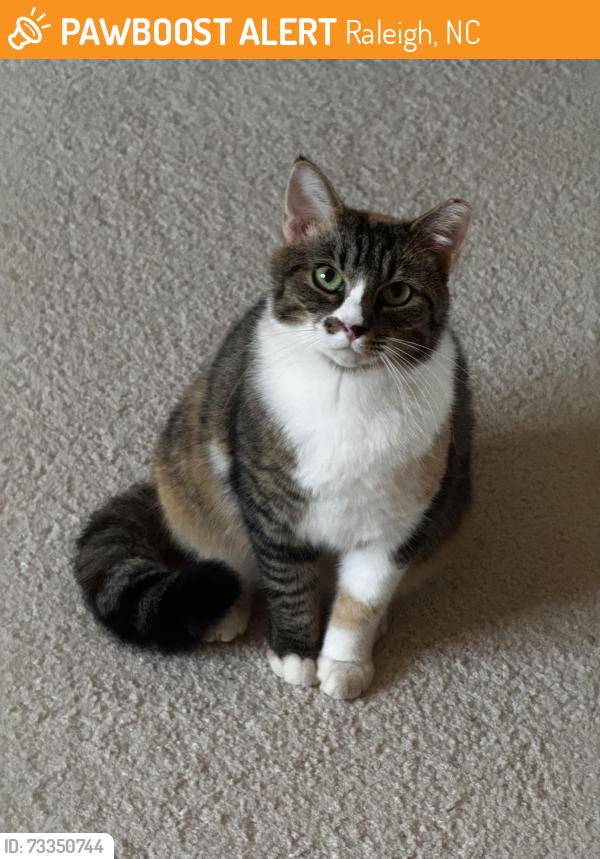 Found/Stray Unknown Cat last seen Rennesaince Park, Raleigh, NC 27603