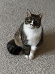 Found/Stray Unknown Cat last seen Rennesaince Park, Raleigh, NC 27603