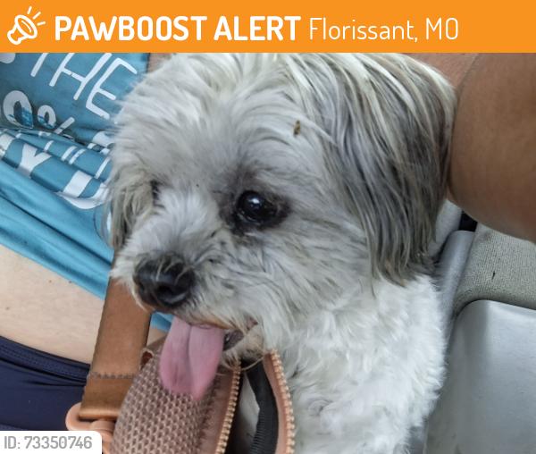 Found/Stray Female Dog last seen East humes, Florissant, MO 63033
