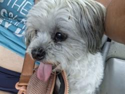 Found/Stray Female Dog last seen East humes, Florissant, MO 63033