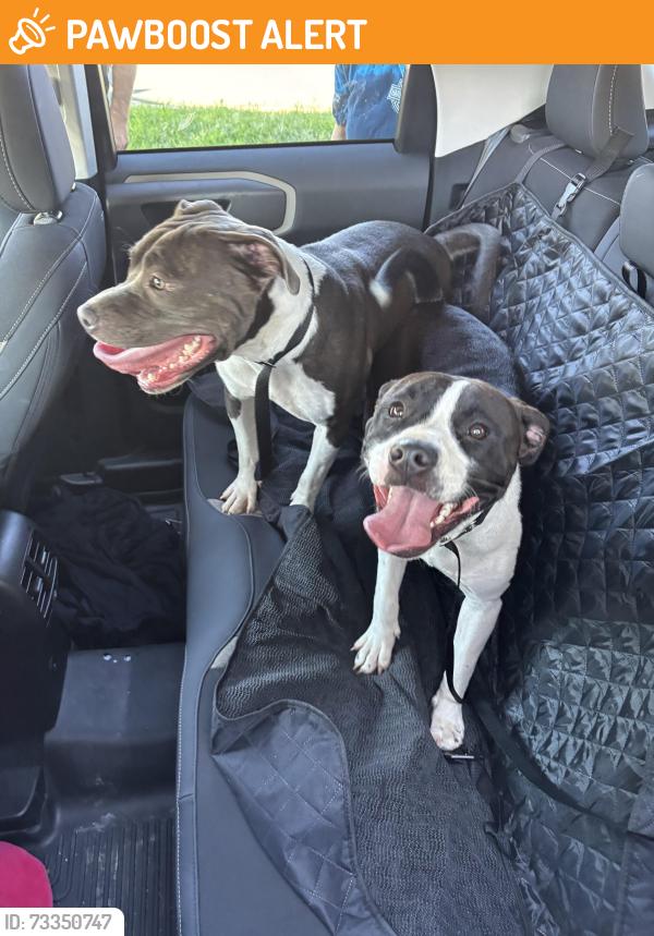 Found/Stray Female Dog last seen Naamans road and Ridge, New Castle County, DE 19810
