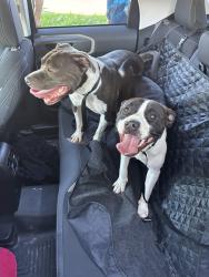 Found/Stray Female Dog last seen Naamans road and Ridge, New Castle County, DE 19810