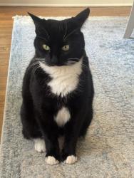 Lost Female Cat last seen Dog River Area, Theodore, AL 36582