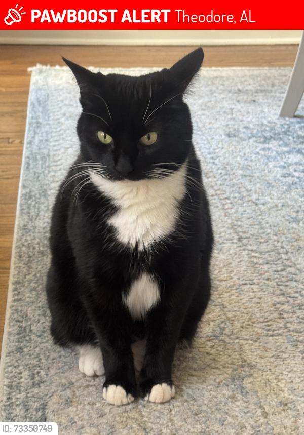 Lost Female Cat last seen Dog River Area, Theodore, AL 36582