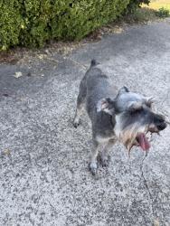 Reunited Male Dog last seen Carroll dr & s glenbrook, Garland, TX 75041