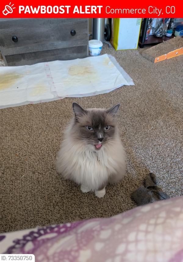 Lost Female Cat last seen 78th and Jasmine dr by cube smart storage, Commerce City, CO 80022