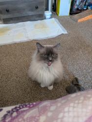 Lost Female Cat last seen 78th and Jasmine dr by cube smart storage, Commerce City, CO 80022