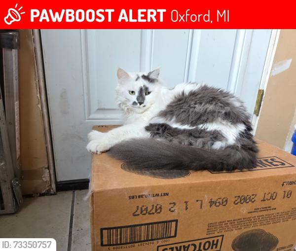Lost Male Cat last seen Burdick st, Oxford, MI 48371