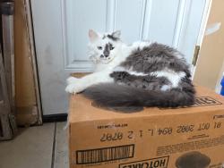 Lost Male Cat last seen Burdick st, Oxford, MI 48371