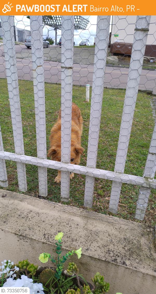 Found/Stray Male Dog last seen Joaquim da Costa ribeiro, Bairro Alto, PR 82840-270