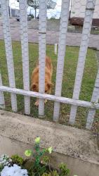 Found/Stray Male Dog last seen Joaquim da Costa ribeiro, Bairro Alto, PR 82840-270