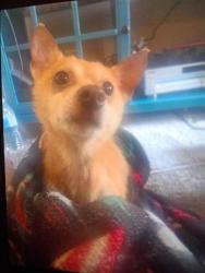 Lost Male Dog last seen Chesterfield Michigan, New Baltimore, MI 48051