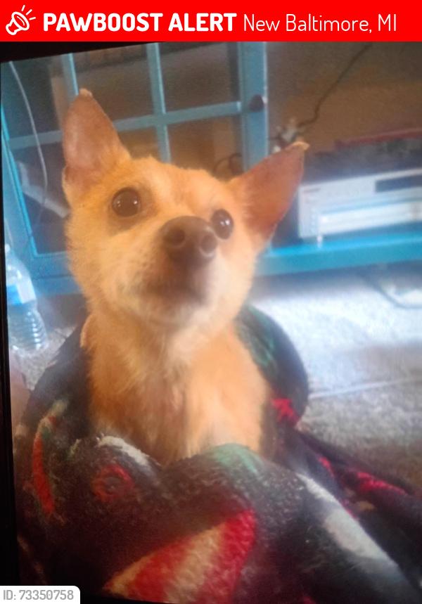 Lost Male Dog last seen Chesterfield Michigan, New Baltimore, MI 48051
