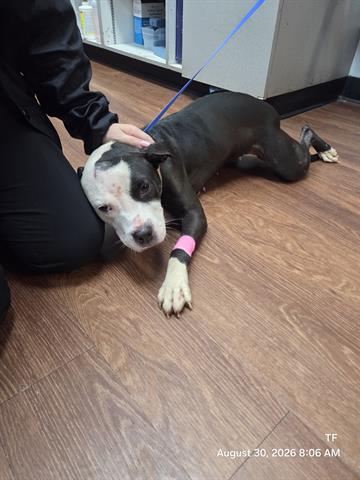 Shelter Stray Female Dog last seen , 2769 Conroy Rd, Orlando, FL 32839, USA