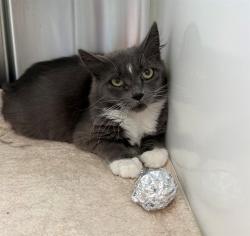 Shelter Stray Female Cat last seen 64TH AVE AND OSCEOLA ST, 12155 Park Blvd, Brighton, CO 80601, USA