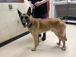 Shelter Stray Male Dog last seen UNKNOWN, 3839 W Burnham St, West Milwaukee, WI 53215, USA