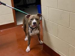 Shelter Stray Male Dog last seen DOMES, 3839 W Burnham St, West Milwaukee, WI 53215, USA