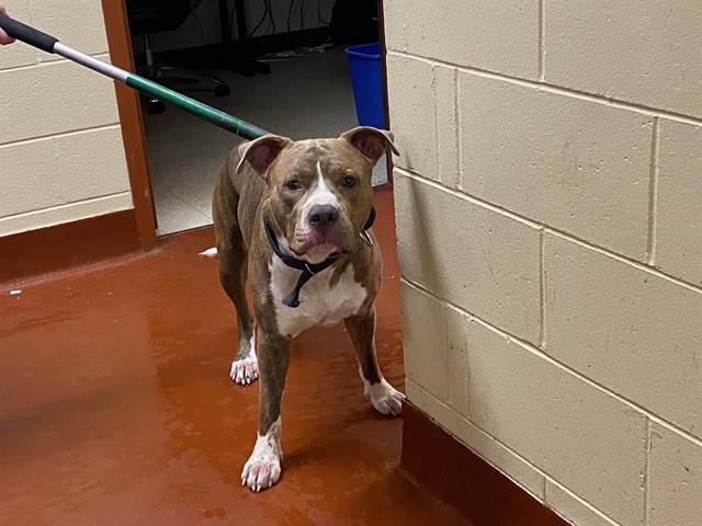 Shelter Stray Male Dog last seen DOMES, 3839 W Burnham St, West Milwaukee, WI 53215, USA