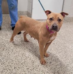 Shelter Stray Female Dog last seen Near BLOCK STRATHMOOR ST, DETROIT, MI 48227, 7401 Chrysler Dr, Detroit, MI 48211, USA
