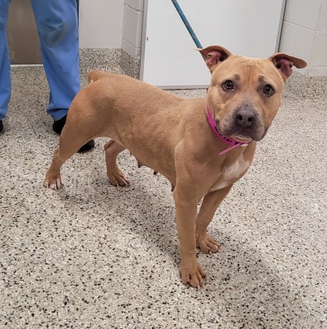 Shelter Stray Female Dog last seen Near BLOCK STRATHMOOR ST, DETROIT, MI 48227, 7401 Chrysler Dr, Detroit, MI 48211, USA
