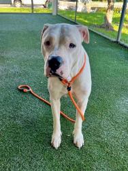 Shelter Stray Female Dog last seen Near BLOCK SW 100TH ST, 3599 NW 79th Ave, Doral, FL 33122, USA