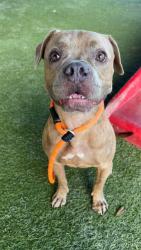 Shelter Stray Male Dog last seen Near BLOCK NW 27 PL, 3599 NW 79th Ave, Doral, FL 33122, USA