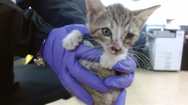 Shelter Stray Male Cat last seen Near BLOCK NW 99 AVE`, 3599 NW 79th Ave, Doral, FL 33122, USA